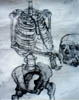 detail from Skeleton study