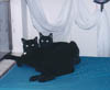 Ra and Pyewackett call it a day...