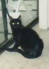 Pye - Who Me ?