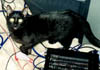 Cyber-Pye