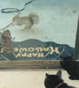 Cat Torture