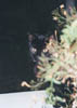 Super Stealth Ra  - camoflauge style